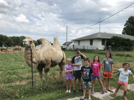 Visting the Camels in Avon1
